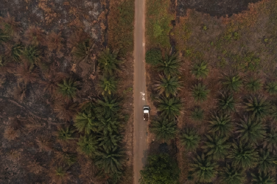 无人机航拍印尼西加里曼丹省,遭野火焚烧的棕榈油种植园。