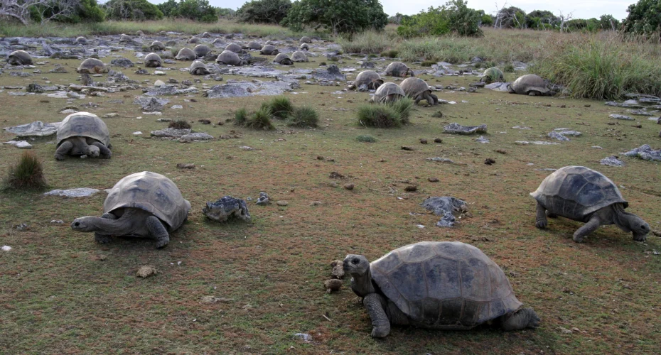 Tortoises-on-turf_DHansen.webp
