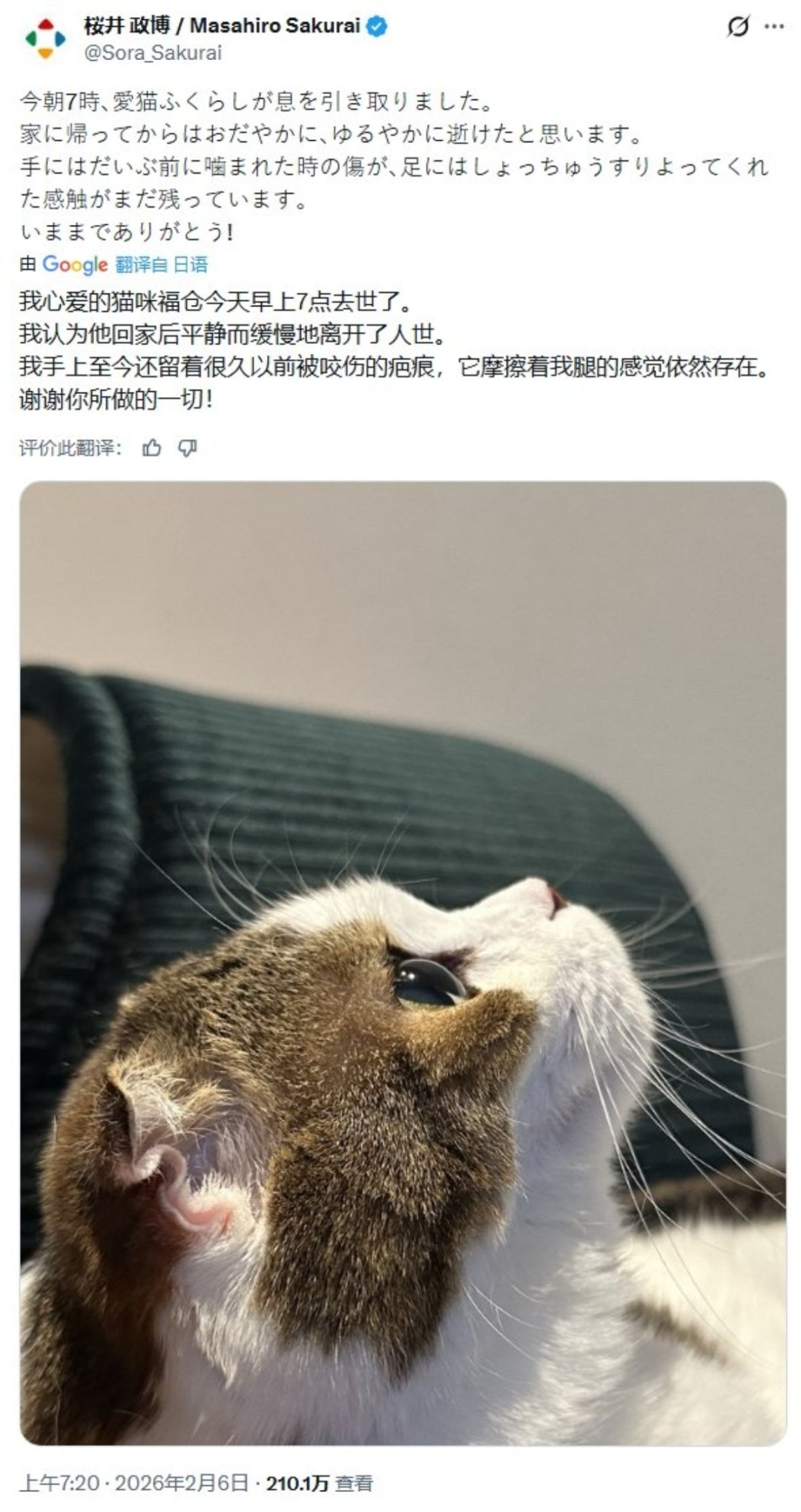 知名游戏制作人樱井政博的爱猫离世 引全球玩家泪目