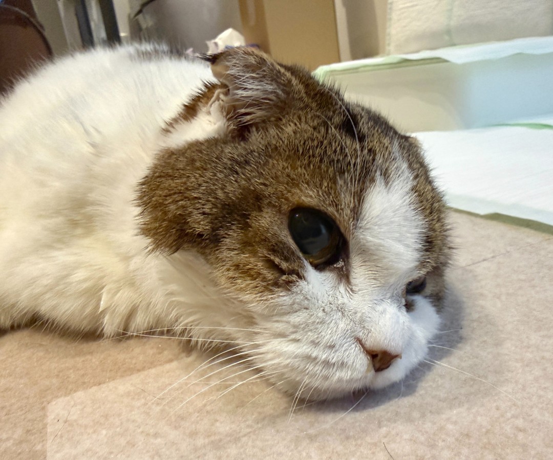 知名游戏制作人樱井政博的爱猫离世 引全球玩家泪目