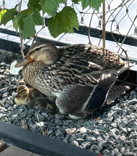 CDPR informa de un acontecimiento feliz no oficial: los patos reales en el edificio de la sede han empollado huevos y han sido trasladados de forma segura.