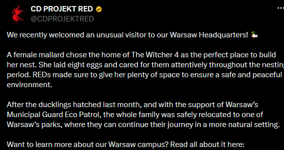CDPR informa de un acontecimiento feliz no oficial: los patos reales en el edificio de la sede han empollado huevos y han sido trasladados de forma segura.