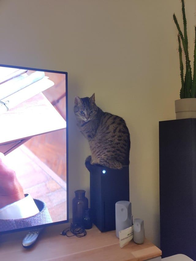 Que dois-je faire si le chat s'assoit toujours dans l'évent de dissipation thermique de la console ? Le joueur a en fait utilisé cette astuce pour y faire face