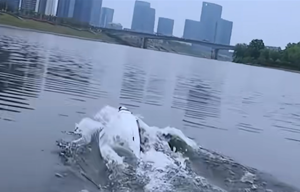 空中水下灵活切换 湖南年轻团队研发跨介质飞行器